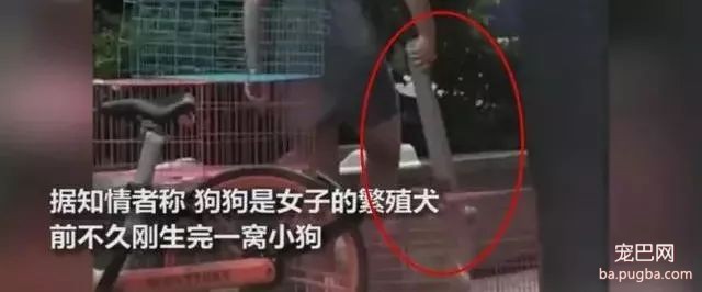 秋田发情离家遭主人木板暴打：我教育我家的狗是没有问题的！-4.jpeg