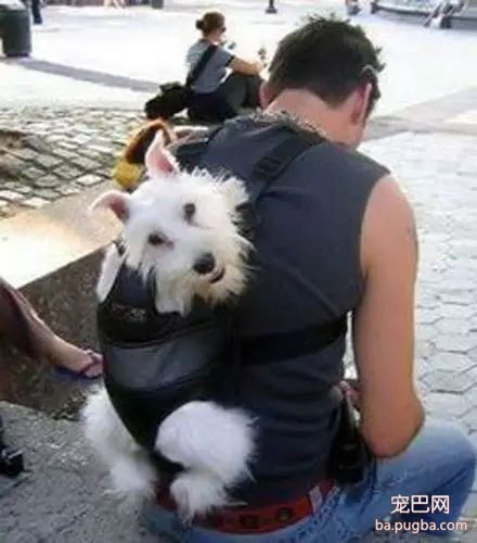 爱狗的男生都是最帅的，你同意吗？-2.jpeg