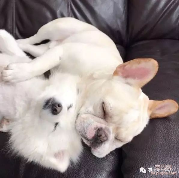 狗都出来撒狗粮了...美国这对汪的日常，好像真的能看得到爱情～-13.jpeg