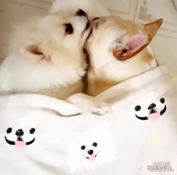 狗都出来撒狗粮了...美国这对汪的日常，好像真的能看得到爱情～-12.jpeg