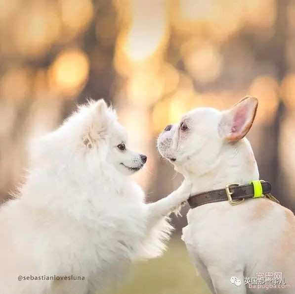 狗都出来撒狗粮了...美国这对汪的日常，好像真的能看得到爱情～-14.jpeg