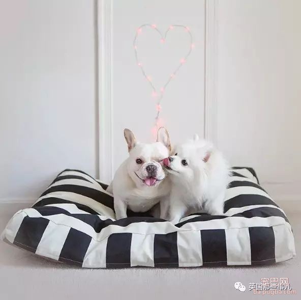狗都出来撒狗粮了...美国这对汪的日常，好像真的能看得到爱情～-26.jpeg