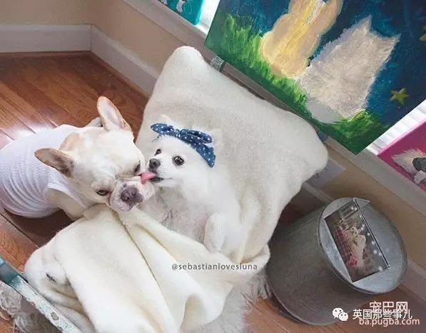 狗都出来撒狗粮了...美国这对汪的日常，好像真的能看得到爱情～-30.jpeg