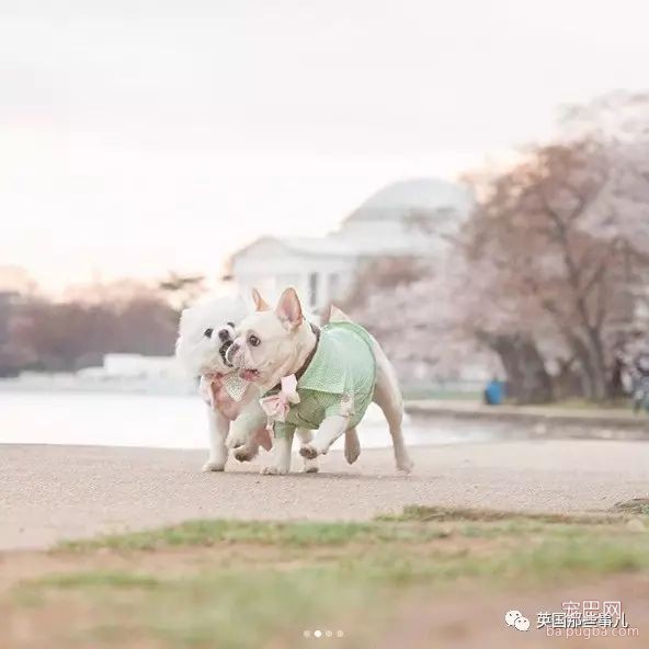 狗都出来撒狗粮了...美国这对汪的日常，好像真的能看得到爱情～-45.jpeg
