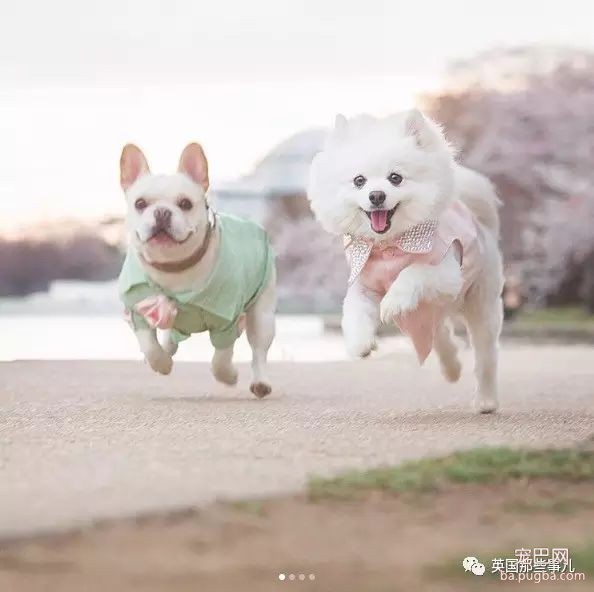 狗都出来撒狗粮了...美国这对汪的日常，好像真的能看得到爱情～-44.jpeg