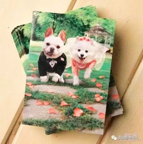狗都出来撒狗粮了...美国这对汪的日常，好像真的能看得到爱情～-42.jpeg