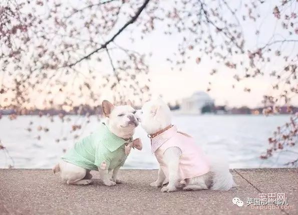 狗都出来撒狗粮了...美国这对汪的日常，好像真的能看得到爱情～-43.jpeg