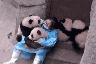比熊猫还圆滚滚的，也就只有小法斗了-1.gif