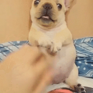 比熊猫还圆滚滚的，也就只有小法斗了-3.gif