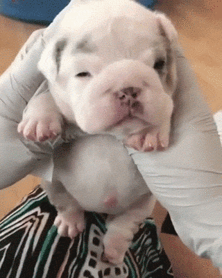 比熊猫还圆滚滚的，也就只有小法斗了-4.gif