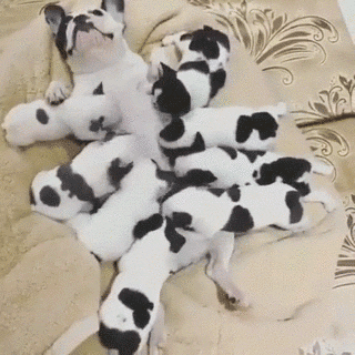 比熊猫还圆滚滚的，也就只有小法斗了-6.gif