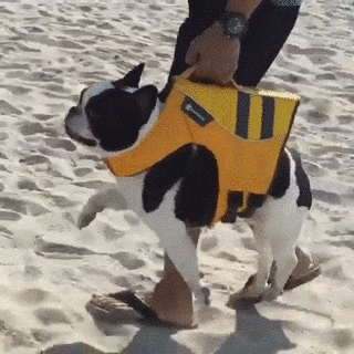 比熊猫还圆滚滚的，也就只有小法斗了-5.gif