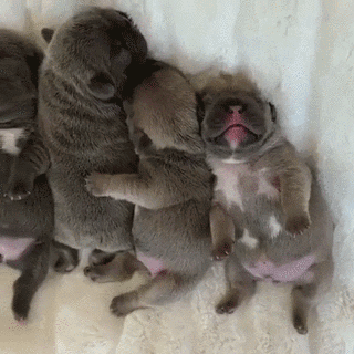 比熊猫还圆滚滚的，也就只有小法斗了-10.gif
