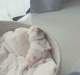 比熊猫还圆滚滚的，也就只有小法斗了-8.gif