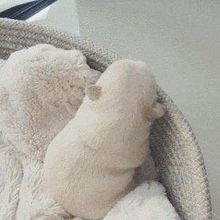 比熊猫还圆滚滚的，也就只有小法斗了-7.gif