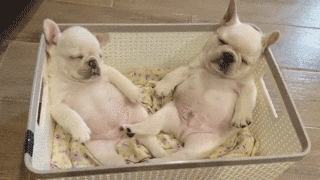 比熊猫还圆滚滚的，也就只有小法斗了-9.gif
