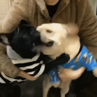 比熊猫还圆滚滚的，也就只有小法斗了-12.gif