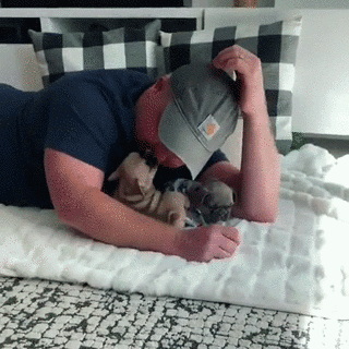 比熊猫还圆滚滚的，也就只有小法斗了-14.gif