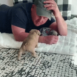 比熊猫还圆滚滚的，也就只有小法斗了-13.gif