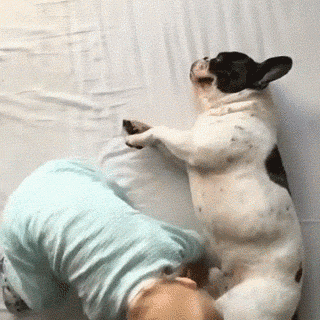 比熊猫还圆滚滚的，也就只有小法斗了-16.gif