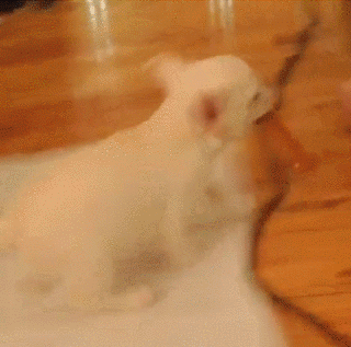 比熊猫还圆滚滚的，也就只有小法斗了-15.gif