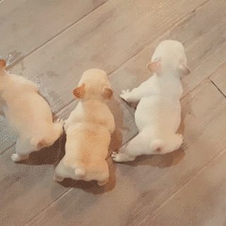 比熊猫还圆滚滚的，也就只有小法斗了-17.gif