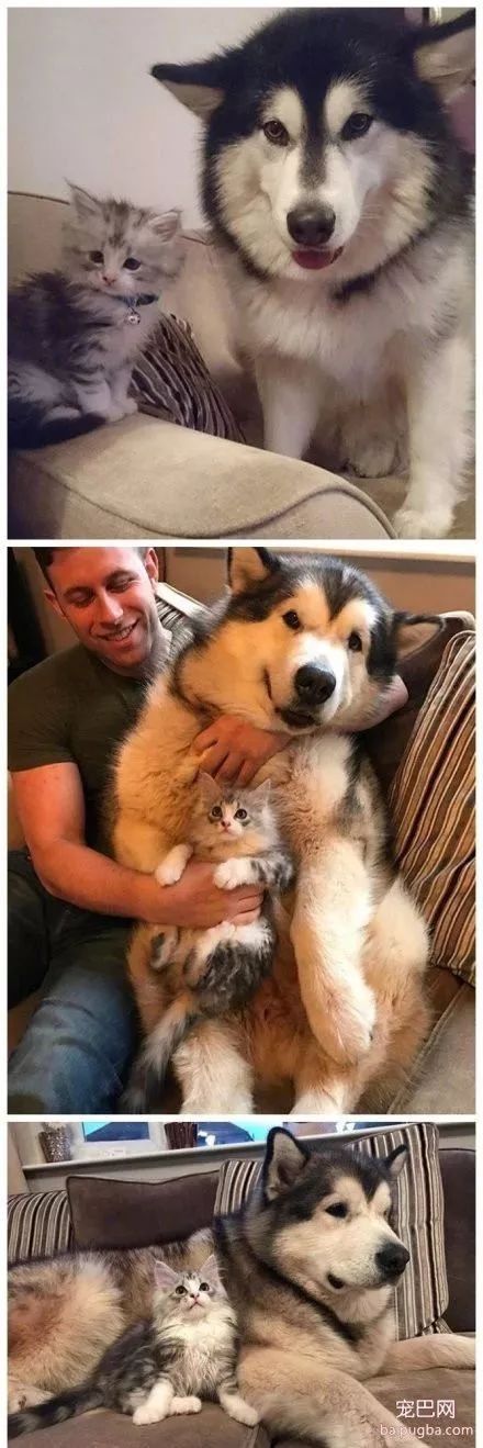 两只狗一只猫，幸福的日子才美满！-1.jpeg