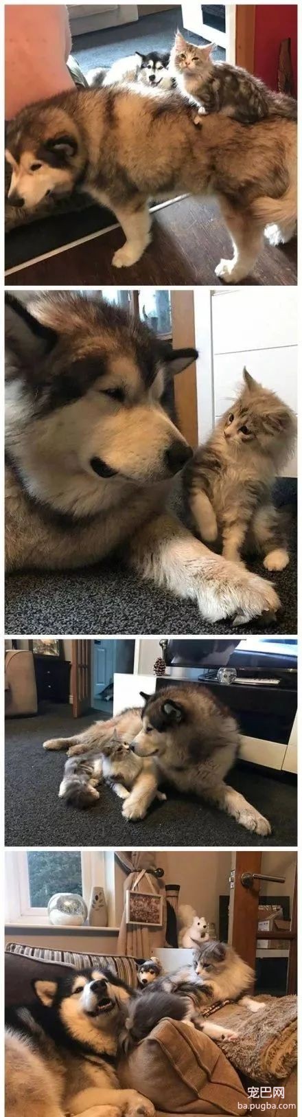 两只狗一只猫，幸福的日子才美满！-2.jpeg