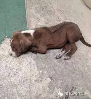 干狗粮对宠物幼犬来说可能是“毒药”！-1.jpeg