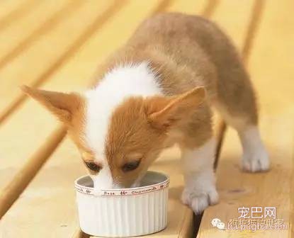 干狗粮对宠物幼犬来说可能是“毒药”！-2.jpeg