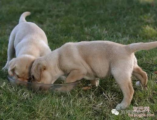 干狗粮对宠物幼犬来说可能是“毒药”！-3.jpeg