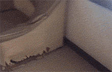 这些狗，明显都被二哈给带坏了！-2.gif