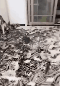 这些狗，明显都被二哈给带坏了！-4.gif
