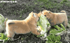 这些狗，明显都被二哈给带坏了！-8.gif