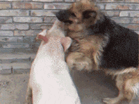 这些狗，明显都被二哈给带坏了！-7.gif