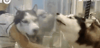 这些狗，明显都被二哈给带坏了！-13.gif