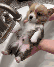 这些狗，明显都被二哈给带坏了！-14.gif