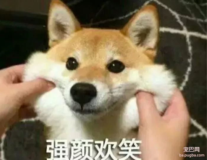 挑选幼犬的实用小测试-2.jpeg