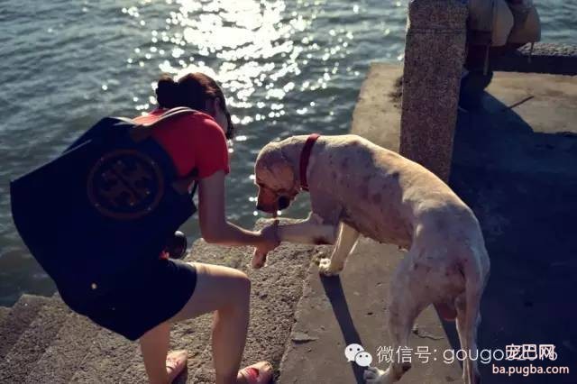 找一个爱的人，一起养一只可爱的狗狗-3.jpeg