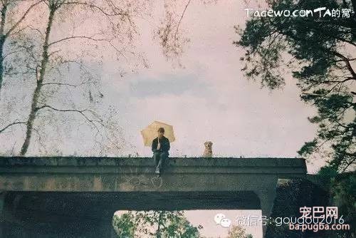 找一个爱的人，一起养一只可爱的狗狗-2.jpeg