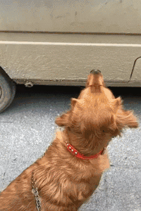 金毛遇到个面包车，怎么拉都不走，走近车子一看笑喷了！-1.gif