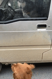 金毛遇到个面包车，怎么拉都不走，走近车子一看笑喷了！-2.gif