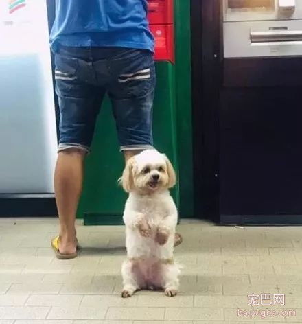 看主人去取钱，狗砸自动当起了保镖，可路人：想偷...狗！-3.jpeg
