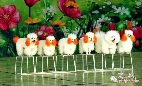 人见人爱、花见花开的宇宙无敌可爱狗狗团来啦～-2.jpeg