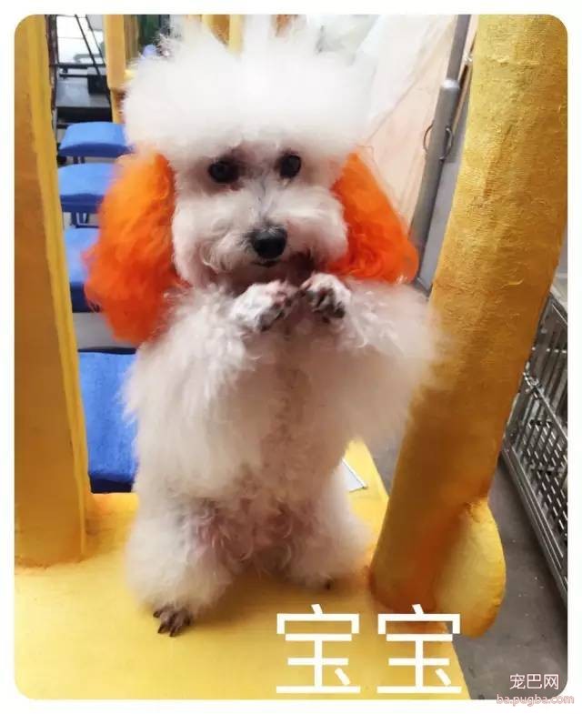 人见人爱、花见花开的宇宙无敌可爱狗狗团来啦～-3.jpeg