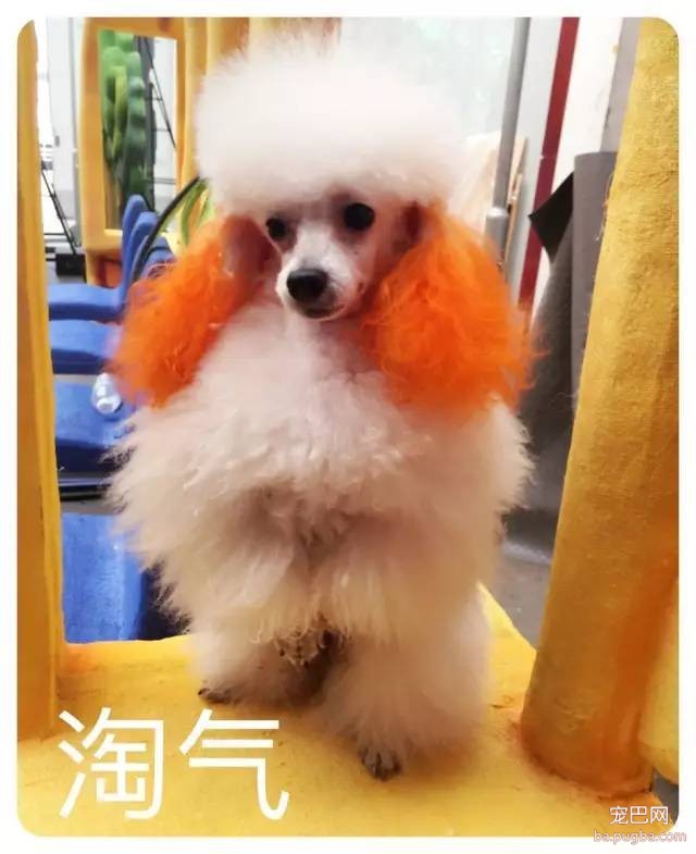 人见人爱、花见花开的宇宙无敌可爱狗狗团来啦～-4.jpeg