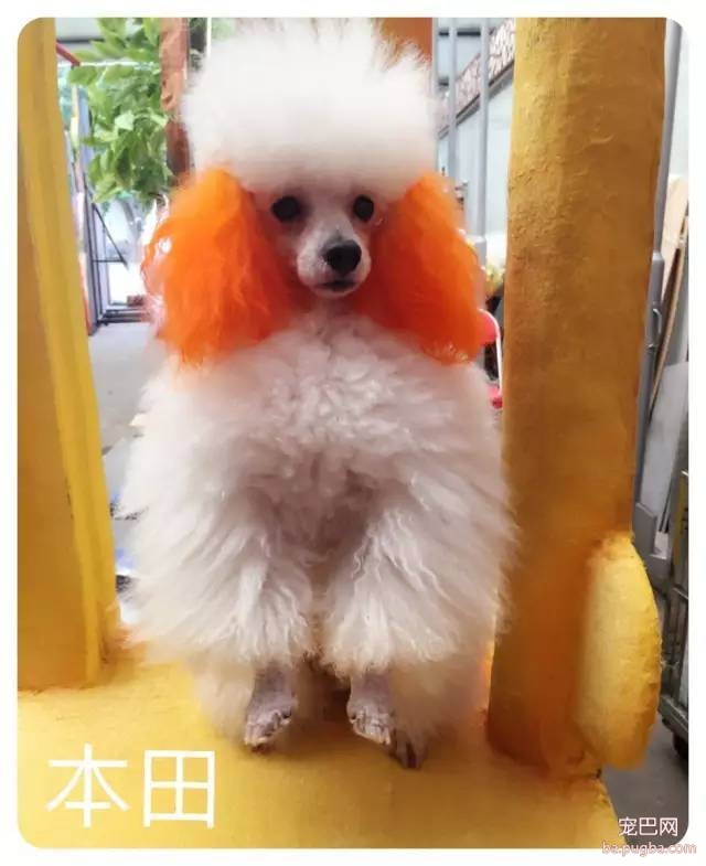 人见人爱、花见花开的宇宙无敌可爱狗狗团来啦～-7.jpeg