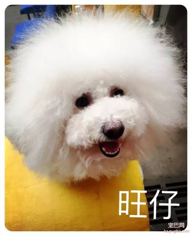 人见人爱、花见花开的宇宙无敌可爱狗狗团来啦～-8.jpeg