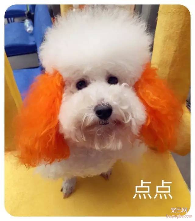 人见人爱、花见花开的宇宙无敌可爱狗狗团来啦～-5.jpeg