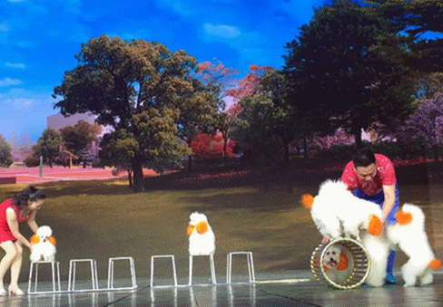 人见人爱、花见花开的宇宙无敌可爱狗狗团来啦～-10.gif